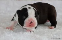 Davy, a male Boston Terrier for sale in Dallas, TX – 6 of 10