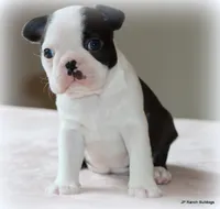 Lia, a female Boston Terrier for sale in Dallas, TX – 10 of 10