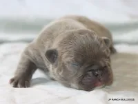 Nelly, a female French Bulldog for sale in Dallas, TX – 8 of 10
