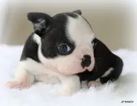Charlie, a female Boston Terrier for sale in Dallas, TX – 9 of 10