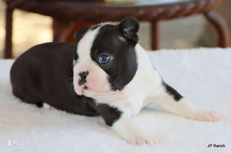 Davy – Boston Terrier puppy for sale in Dallas, TX