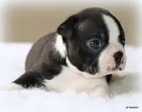 Ace, a male Boston Terrier for sale in Dallas, TX – 7 of 10