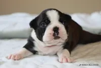 Ginger, a female Boston Terrier for sale in Dallas, TX – 6 of 10