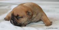 Sassy, a female French Bulldog for sale in Dallas, TX – 6 of 10