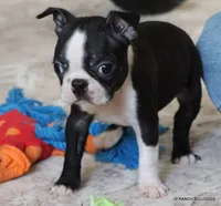 Cleo, a female Boston Terrier for sale in Dallas, TX – 2 of 10