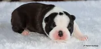 Marshall, a male Boston Terrier for sale in Dallas, TX – 8 of 10