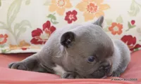 Nelly, a female French Bulldog for sale in Dallas, TX – 7 of 10