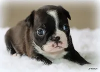 Mo, a male Boston Terrier for sale in Dallas, TX – 5 of 9