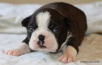 Ginger, a female Boston Terrier for sale in Dallas, TX – 2 of 10