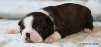 Ginger, a female Boston Terrier for sale in Dallas, TX – 4 of 10