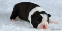Elliot, a male Boston Terrier for sale in Dallas, TX – 7 of 10