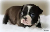 Mo, a male Boston Terrier for sale in Dallas, TX – 3 of 9