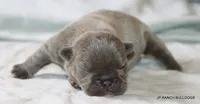 Nelly, a female French Bulldog for sale in Dallas, TX – 6 of 10