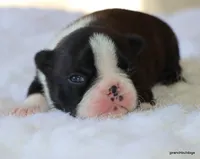Jolene, a female Boston Terrier for sale in Dallas, TX – Photo 5 of 10