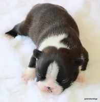 Jolene, a female Boston Terrier for sale in Dallas, TX – Photo 10 of 10