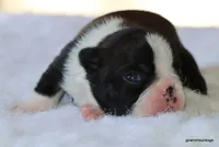 Jolene, a female Boston Terrier for sale in Dallas, TX – Photo 1 of 10