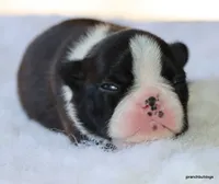 Jolene, a female Boston Terrier for sale in Dallas, TX – Photo 3 of 10