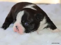 Jolene, a female Boston Terrier for sale in Dallas, TX – Photo 9 of 10