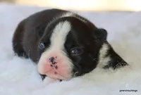 Jolene, a female Boston Terrier for sale in Dallas, TX – Photo 7 of 10