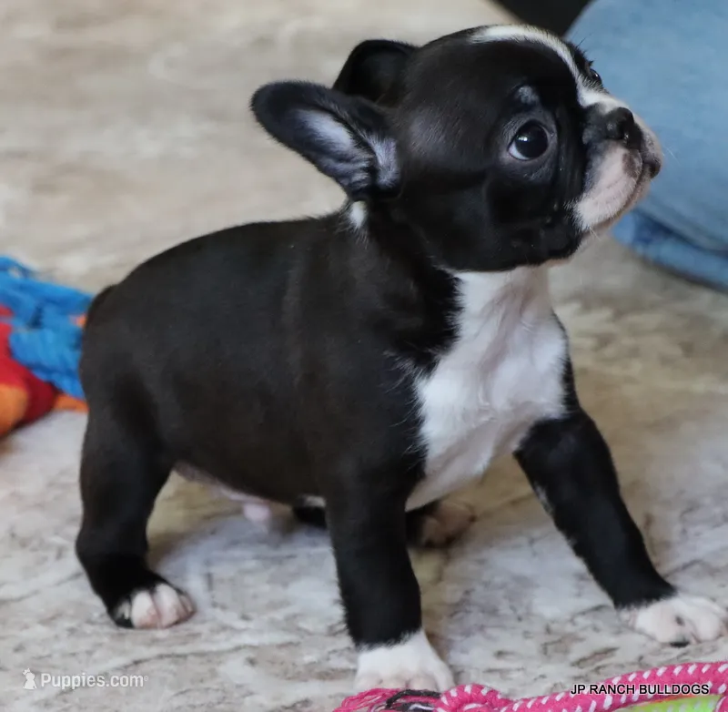 Mo – Boston Terrier puppy for sale in Dallas, TX