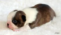 Angel, a female Boston Terrier for sale in Dallas, TX – 10 of 10