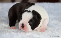 Marshall, a male Boston Terrier for sale in Dallas, TX – 9 of 10