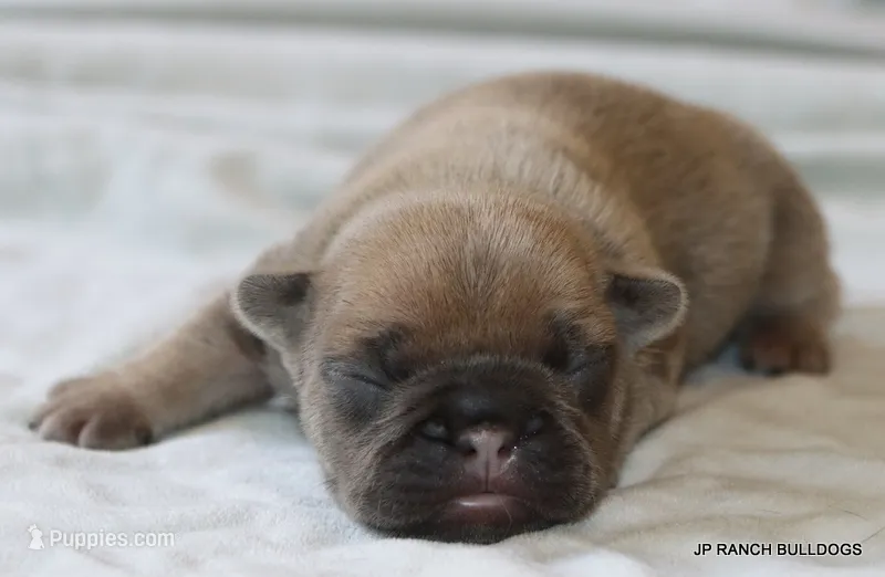 Bonnie – French Bulldog puppy for sale in Dallas, TX