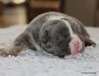 Peaches, a female English Bulldog for sale in Dallas, TX – Photo 4 of 10