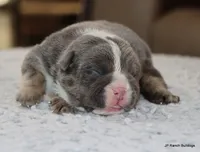 Peaches, a female English Bulldog for sale in Dallas, TX – Photo 9 of 10