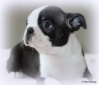Ruthie, a female Boston Terrier for sale in Dallas, TX – 6 of 10
