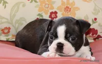 Ginger, a female Boston Terrier for sale in Dallas, TX – 6 of 9