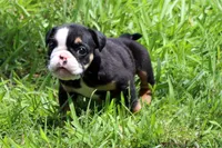 Lilly, a female English Bulldog for sale in Dallas, TX – 10 of 10