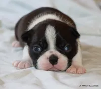 Venus, a female Boston Terrier for sale in Dallas, TX – 5 of 10