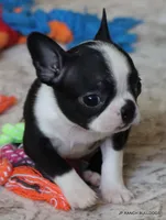 Kiki, a female Boston Terrier for sale in Dallas, TX – 2 of 10