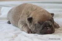 Honey, a female French Bulldog for sale in Dallas, TX – 9 of 10