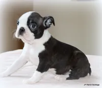 Ruthie, a female Boston Terrier for sale in Dallas, TX – 5 of 10