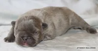 Nelly, a female French Bulldog for sale in Dallas, TX – 4 of 10