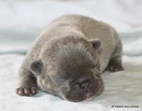Nelly, a female French Bulldog for sale in Dallas, TX – 9 of 10