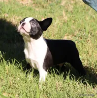 Elliot, a male Boston Terrier for sale in Dallas, TX – 7 of 9