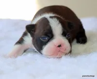 Zola, a female Boston Terrier for sale in Dallas, TX – Photo 7 of 10