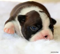 Zola, a female Boston Terrier for sale in Dallas, TX – Photo 8 of 10