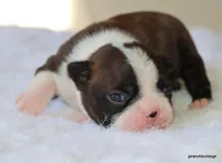 Zola, a female Boston Terrier for sale in Dallas, TX – Photo 9 of 10