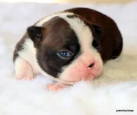 Zola, a female Boston Terrier for sale in Dallas, TX – Photo 1 of 10