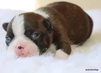 Zola, a female Boston Terrier for sale in Dallas, TX – Photo 3 of 10