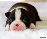 Zola, a female Boston Terrier for sale in Dallas, TX – Photo 4 of 10