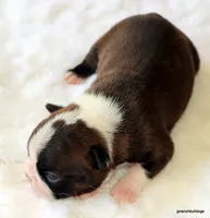 Zola, a female Boston Terrier for sale in Dallas, TX – Photo 10 of 10