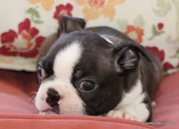 Lydia, a female Boston Terrier for sale in Dallas, TX – 2 of 9