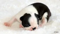 Anna, a female Boston Terrier for sale in Dallas, TX – 4 of 10