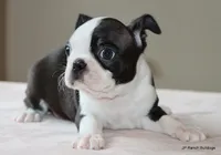 Ruthie, a female Boston Terrier for sale in Dallas, TX – 2 of 10