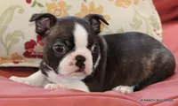 Lydia, a female Boston Terrier for sale in Dallas, TX – 5 of 9